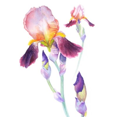 Kirstie Trobe - Wine and Roses Iris