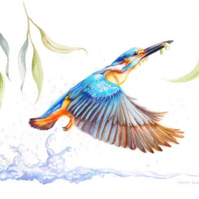 Kirstie Trobe - Kingfisher Fishing