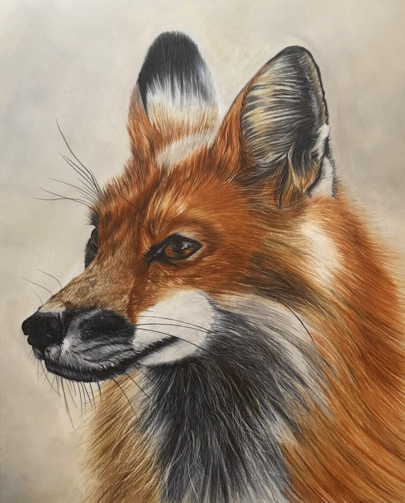 American red fox hand drawn in coloured pencil