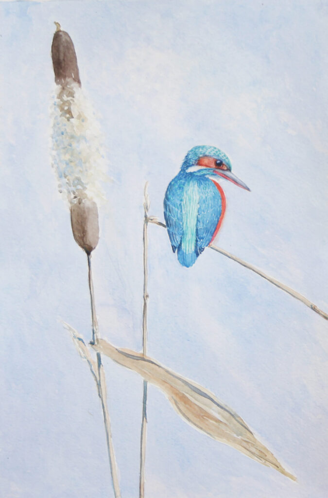 Kingfisher on bullrush