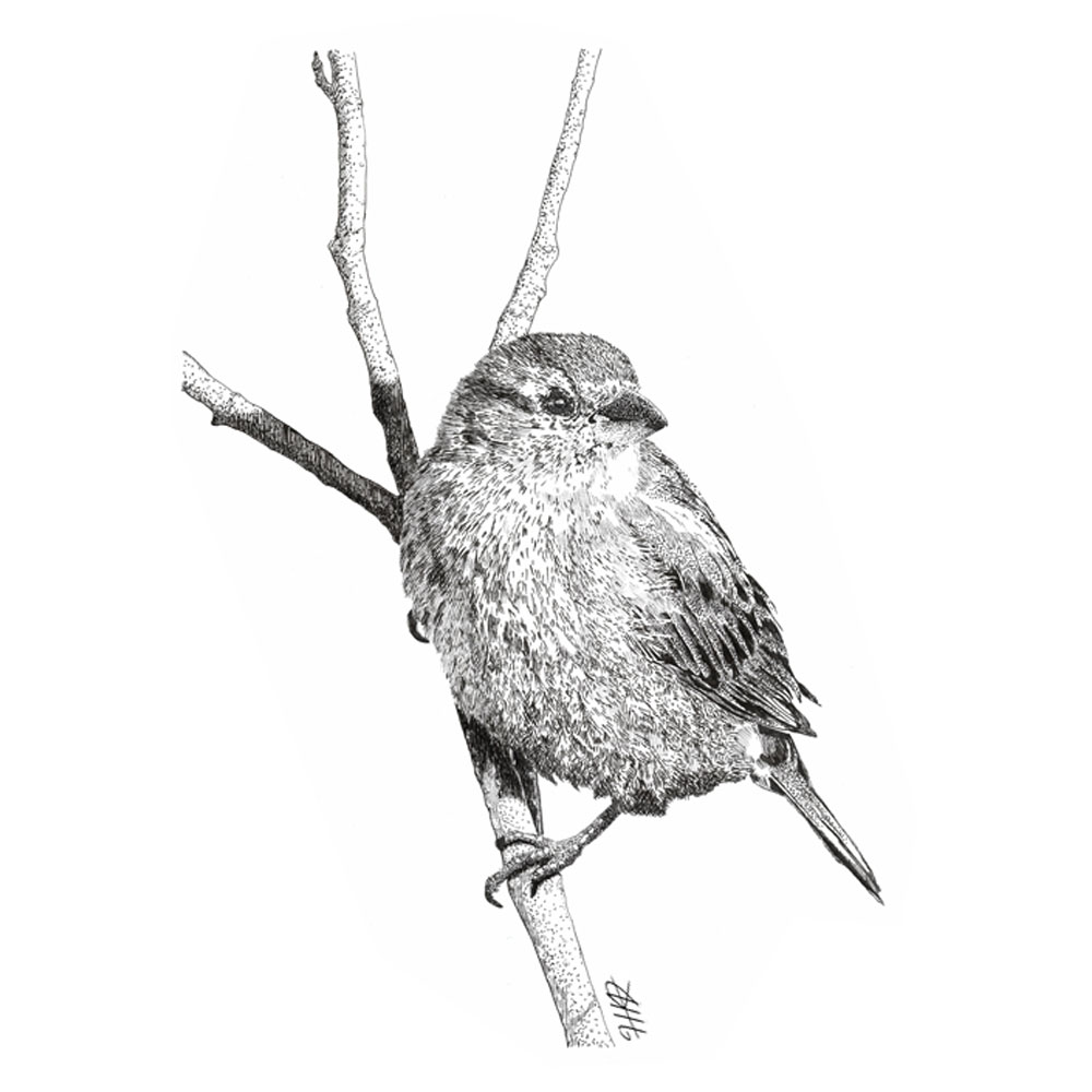 Pen and Ink Sparrow