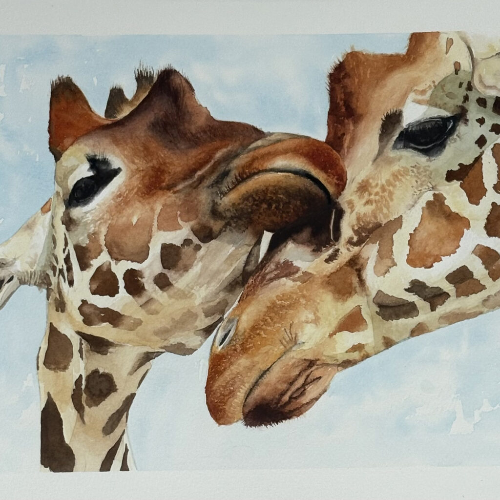 A tender moment between giraffes watercolour painting