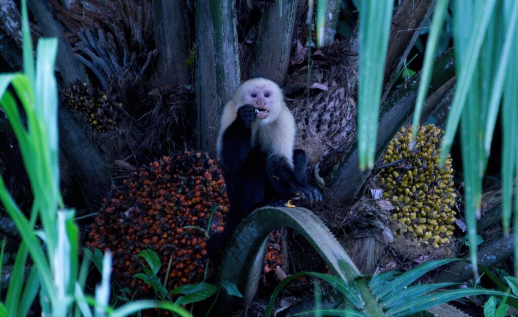 Spider monkey - Taken in Costa Rica