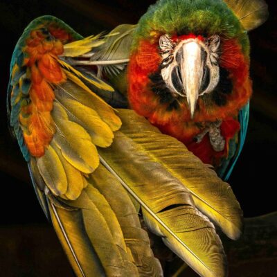 Pastel Parrot Workshop
