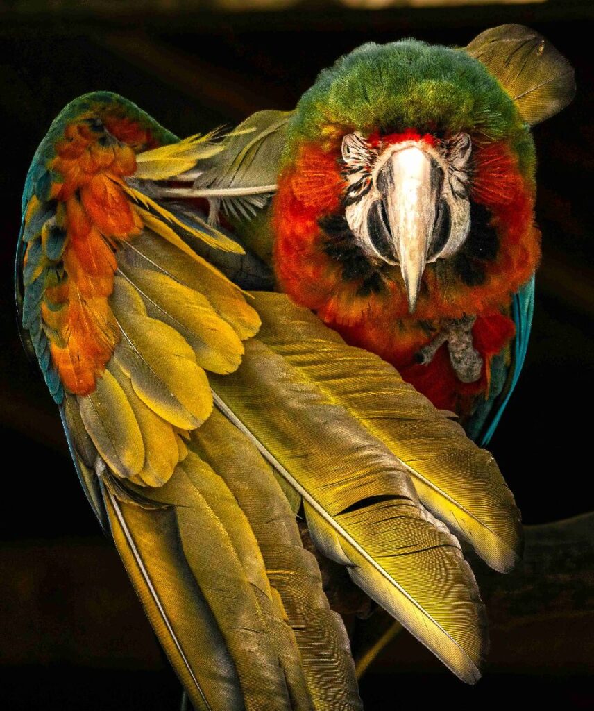 Pastel Parrot Workshop