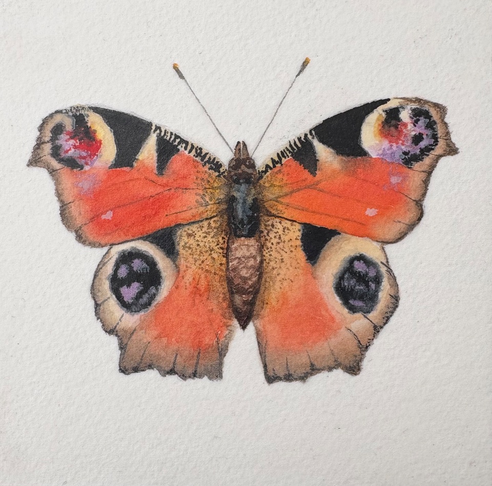 Watercolour Buttweflies
